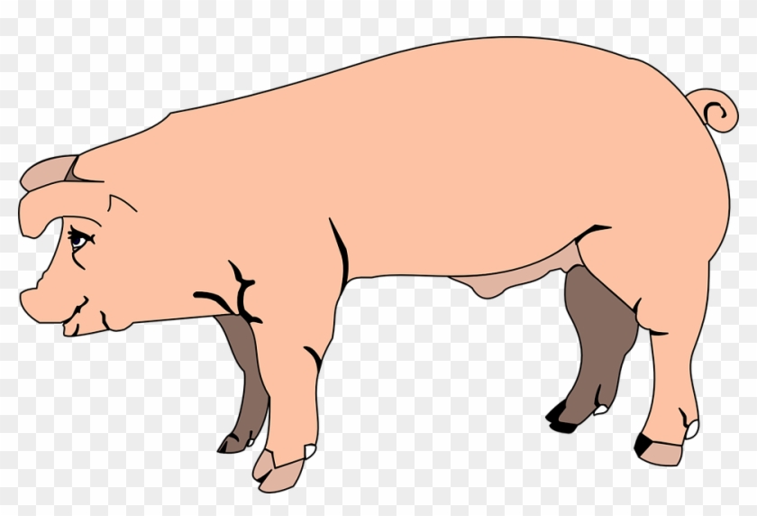 Pig Clipart Farm Animal - Pig Clipart No Background #603433