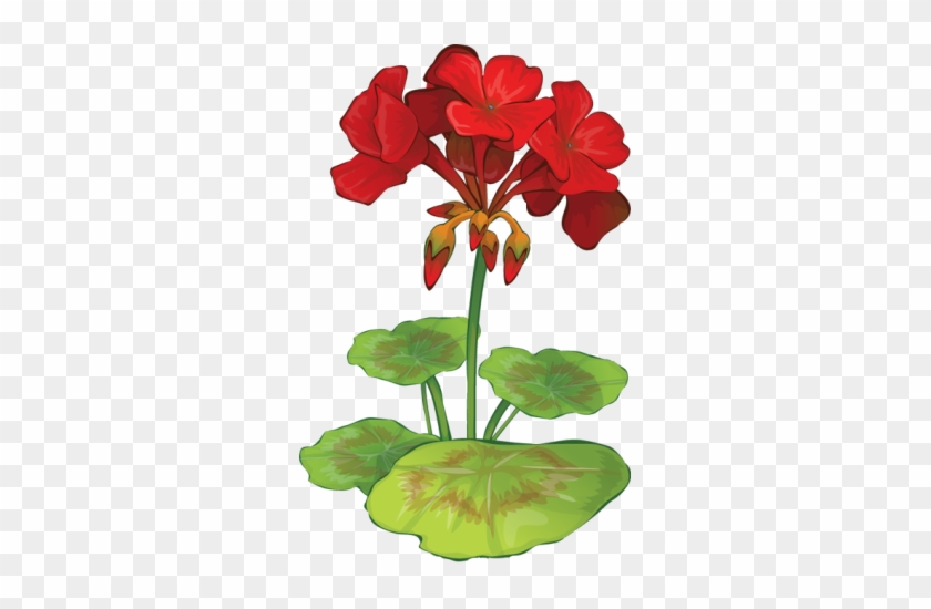 Clip Art O Geranium - Red Geraniums Clip Art #603695