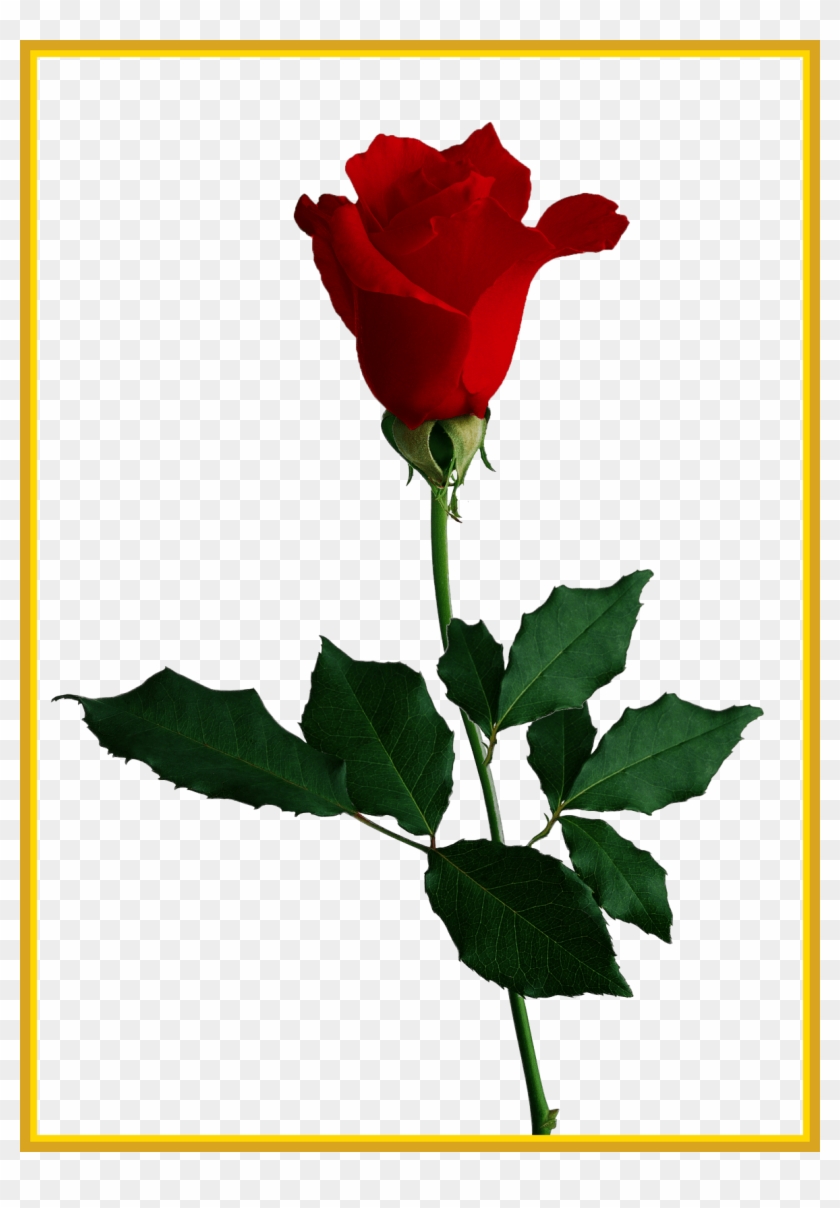 Unbelievable Rose No Background Check All Pics Of Flower - Red Rose No Background #604643