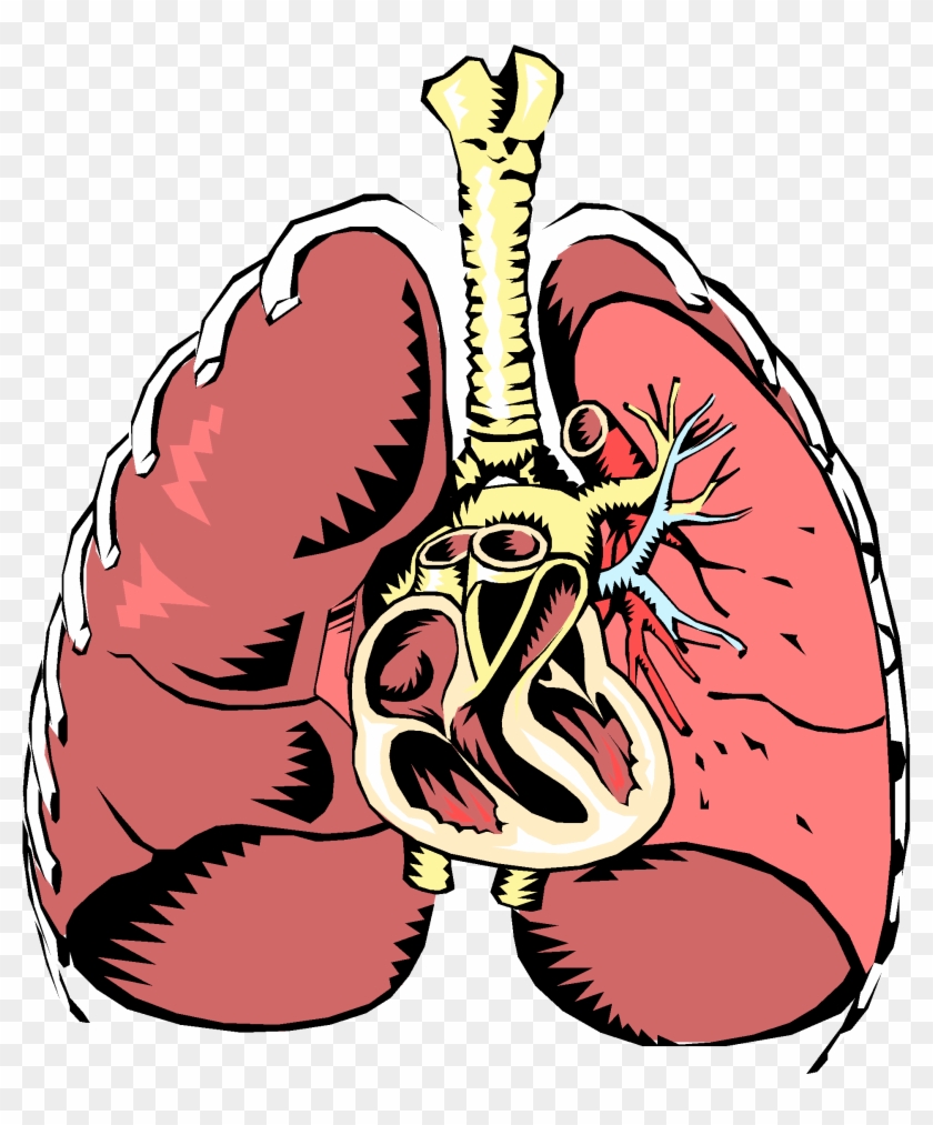 Function - Conclusion Of Excretory System #605541