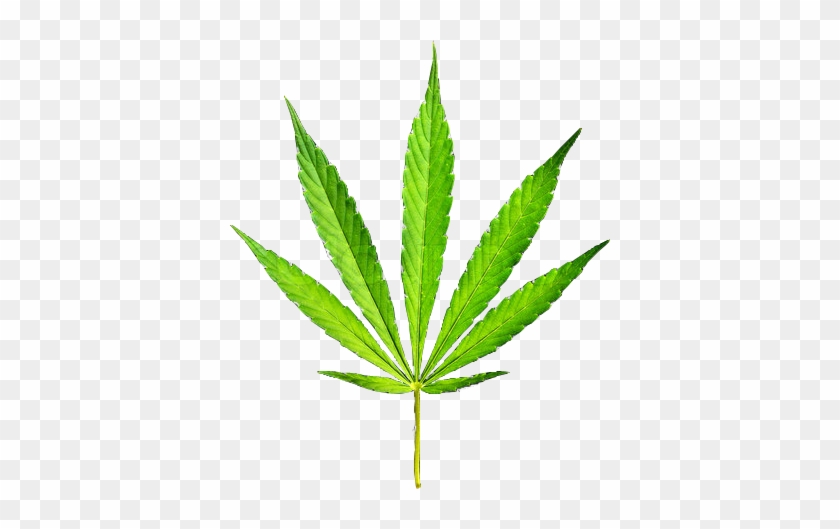 Trees With Leaves That Look Like Marijuana Leaves #606940