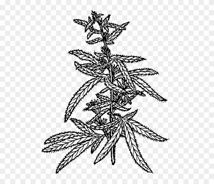 Marijuana Weed, Ing, Sketch Template - Hemp Drawing Png #606997