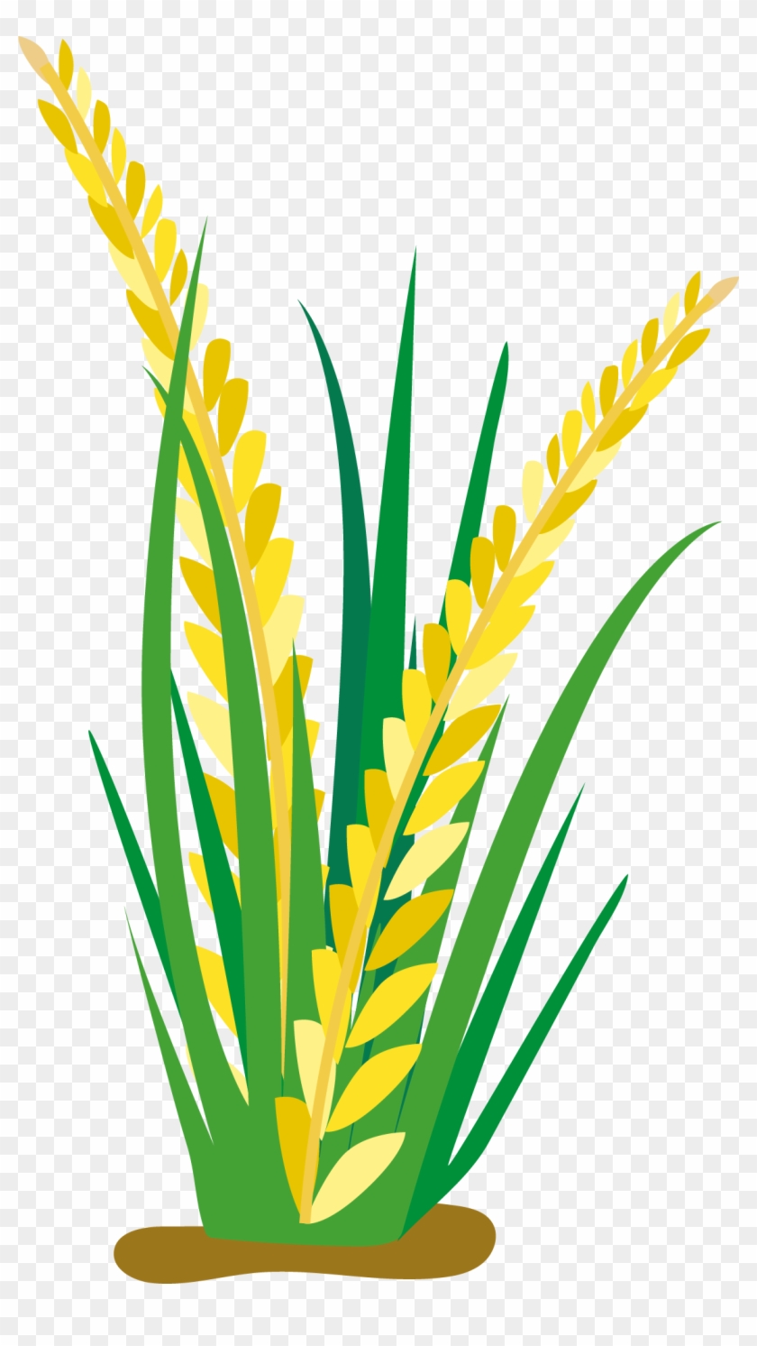 Rice Cartoon Oat Clip Art - Rice Plant Vector Png #607041