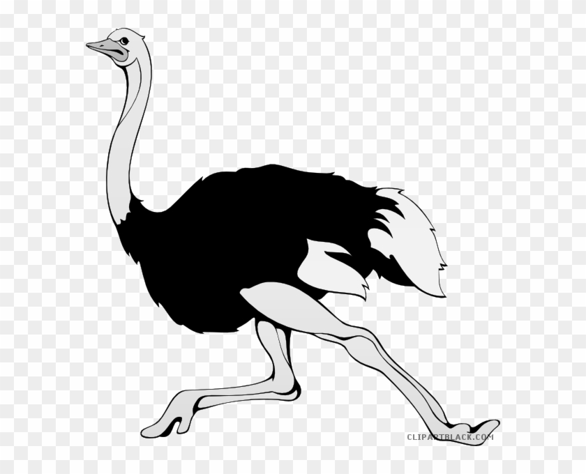 Ostrich Animal Free Black White Clipart Images Clipartblack - Words With Letter O #608715