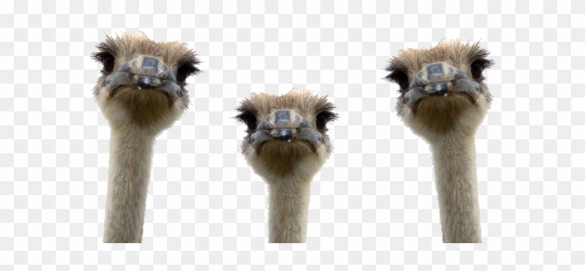 Ostrich Png #608815