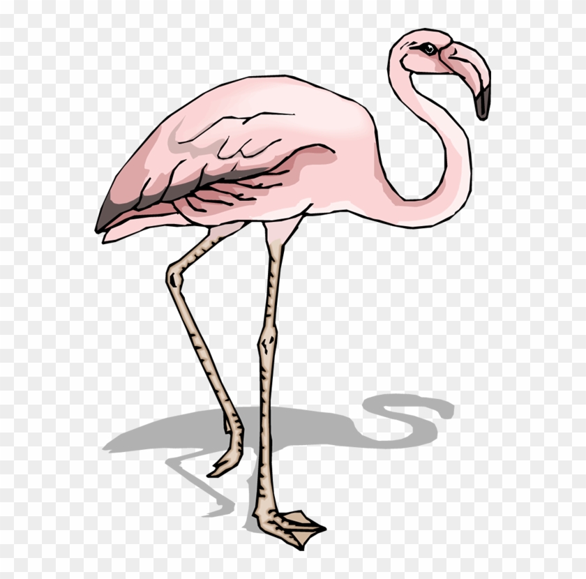 Flamingo With A Shadow - Gambar Flamingo Png #608871