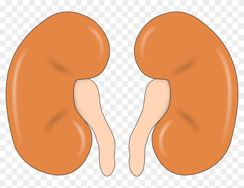 Kidney Simple #609894