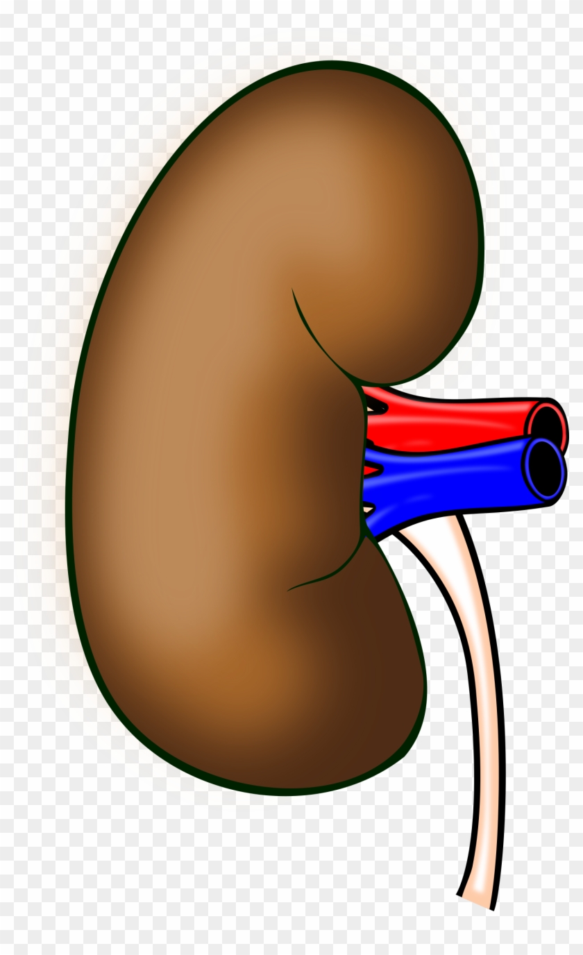 Clipart Kidney #609915