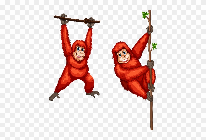 Two Red Orangutang Swinging On Branches - Orangutan Illustration #610060