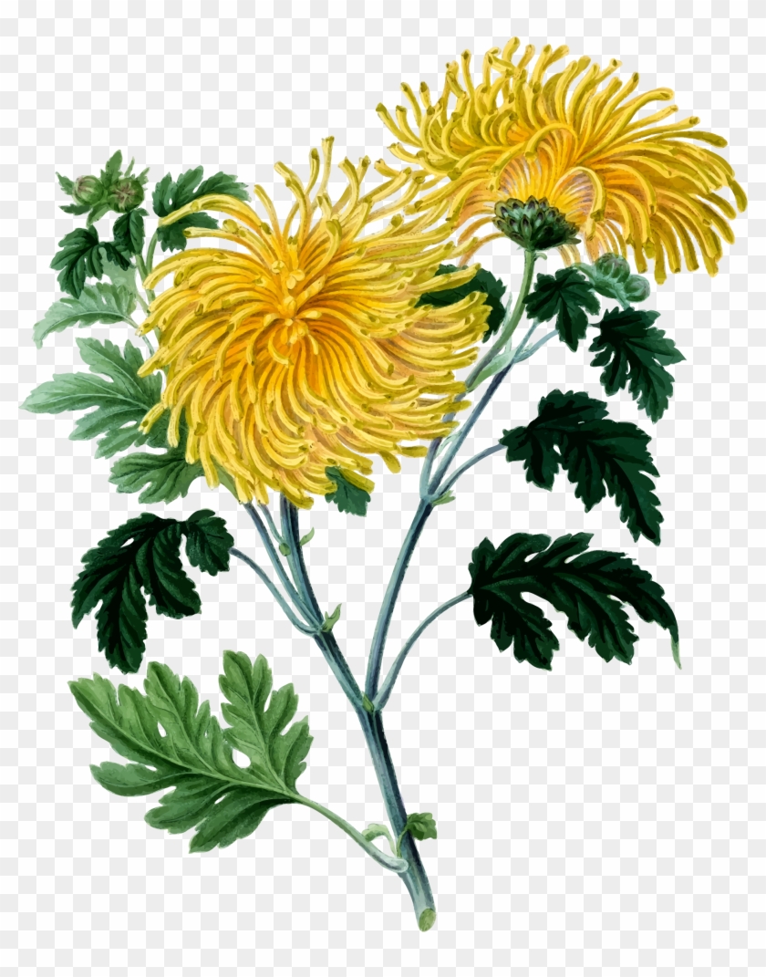 Big Image - Chrysanthemum Png #612391