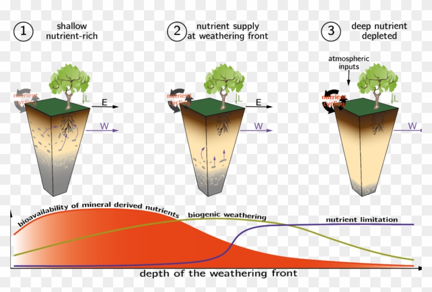 Figure 1 Weathering Endmember Settings And Bioavailability - Diagram #612554