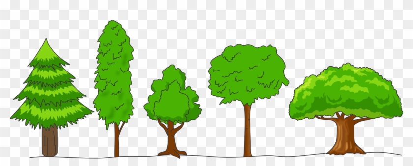 What Is Meant By Crown Of A Tree Draw Any Four Shapes - What Is Meant By Crown Of A Tree Draw Any Four Shapes #612632