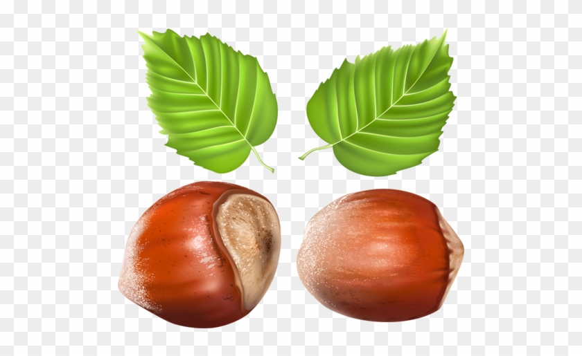 Vegetables Fruits Herbs And Nuts Realistic Vector - Artocarpus #613344