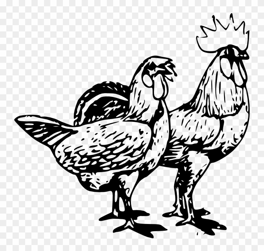 Chicken Poultry Farming Clip Art - Chicken Poultry Farming Clip Art #613592