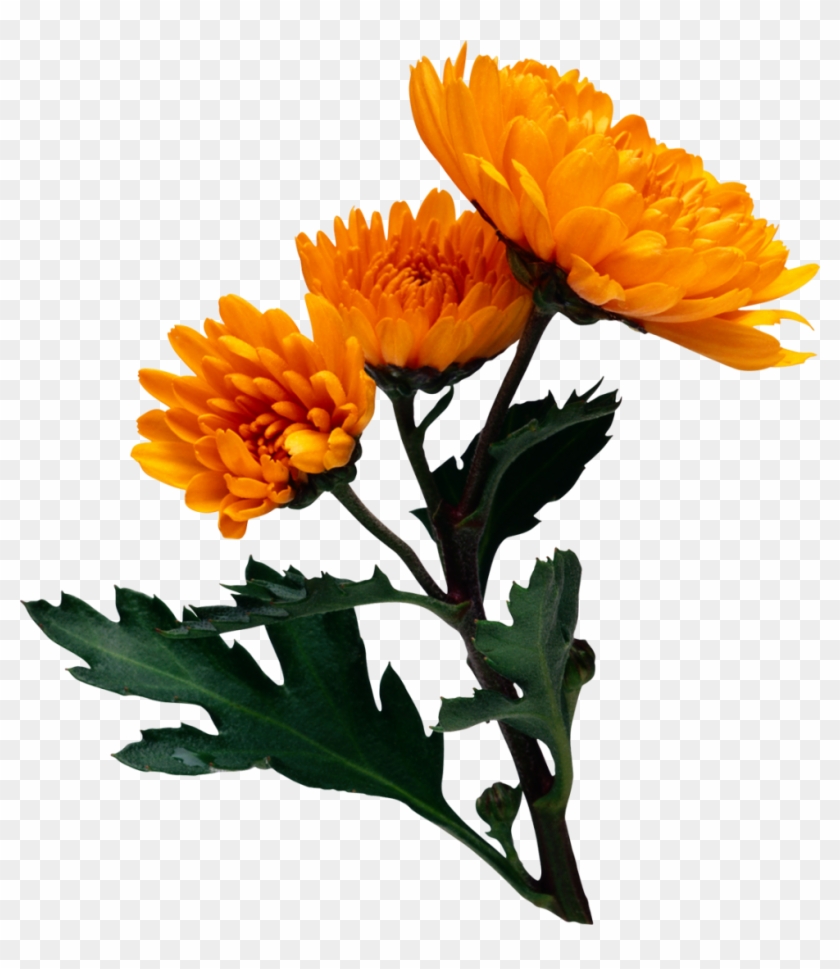 Flower Chrysanthemum Clip Art - Flower Chrysanthemum Clip Art #613869
