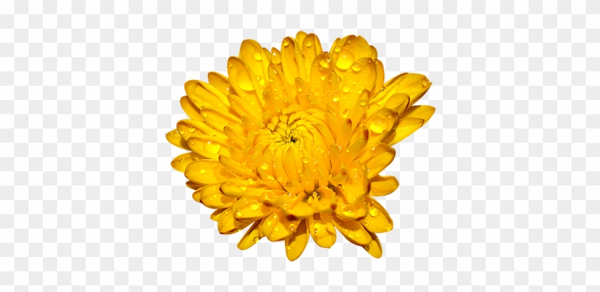 Chrysanthemum Png #613870