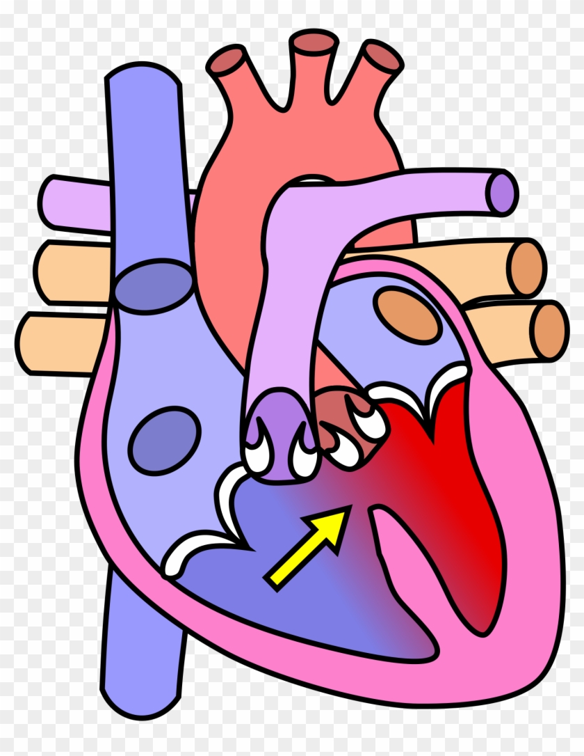 Diagram Of The Heart No Labels #613875