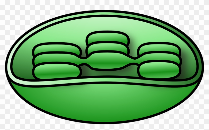 Cellular Respiration - Chloroplast Clipart #613882