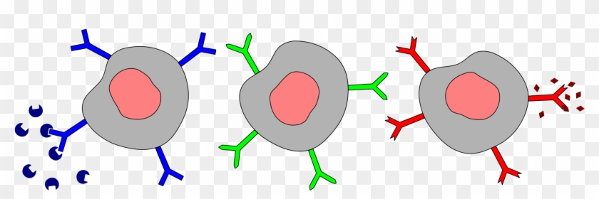 What Structures On Cell Membranes Allow Cells To Communicate - Cell Receptors #613887