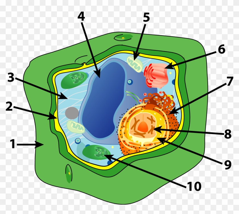 Tell The Function Of The Organelle - Parts Of A Plant Cell #613909