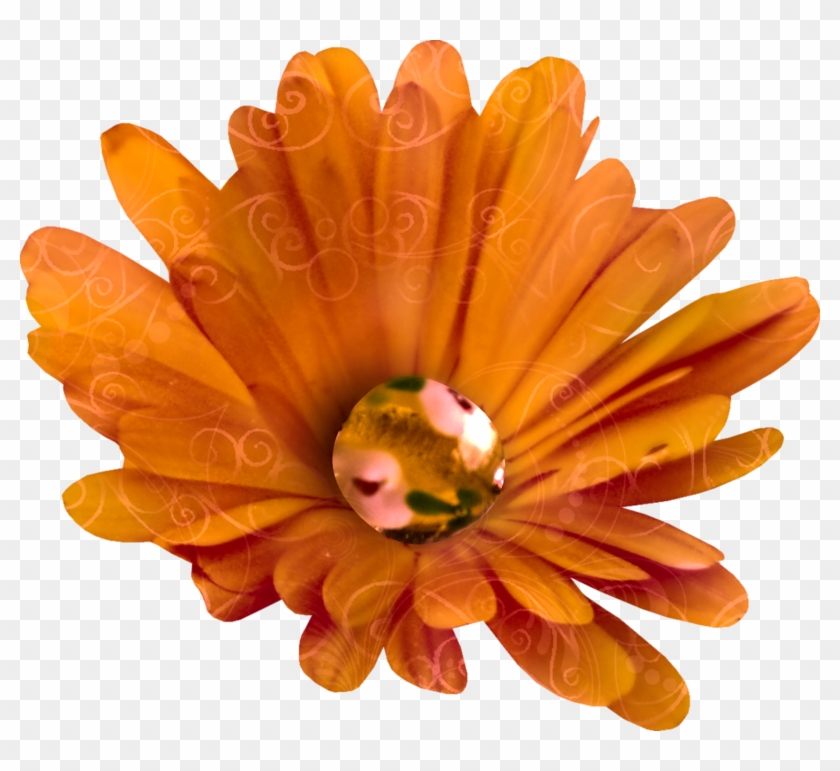 Chrysanthemum Clip Art - Chrysanthemum Clip Art #614065