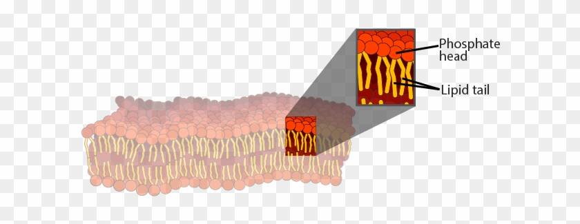 Illustration Of A Cell Membrane - Phosphate Head #613955