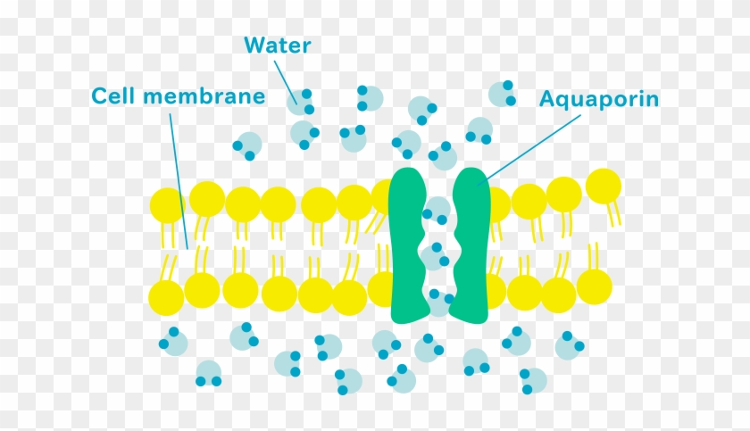 Carrier Proteins Do The Same As Channel Proteins But - Aquaporin Biology #614004