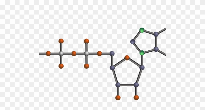 Atp Molecule - Atp Clip Art #614009
