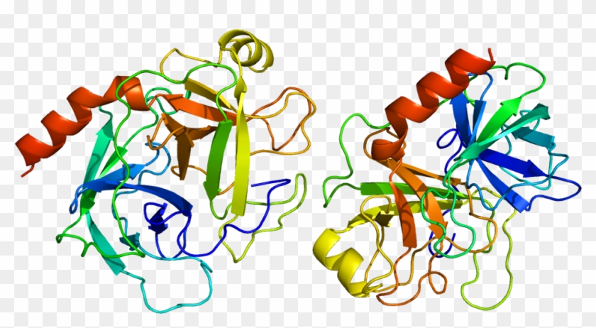 Once In The Intestine, Trypsinogen Is Proteolytically - Trypsin #614039