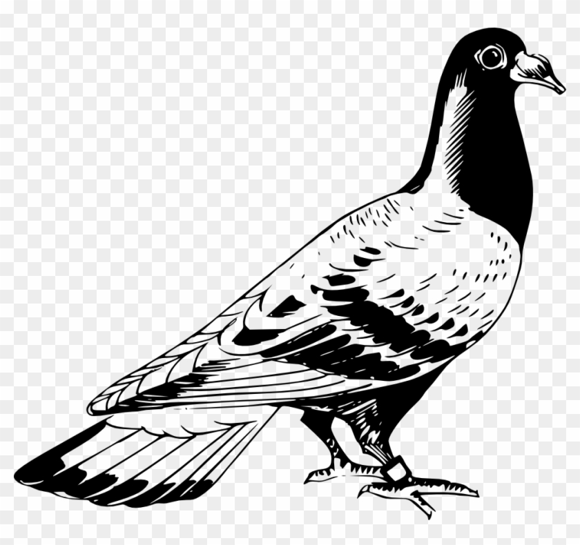 Pidgeons Clipart Transparent - Pigeon Black And White Drawing #614224