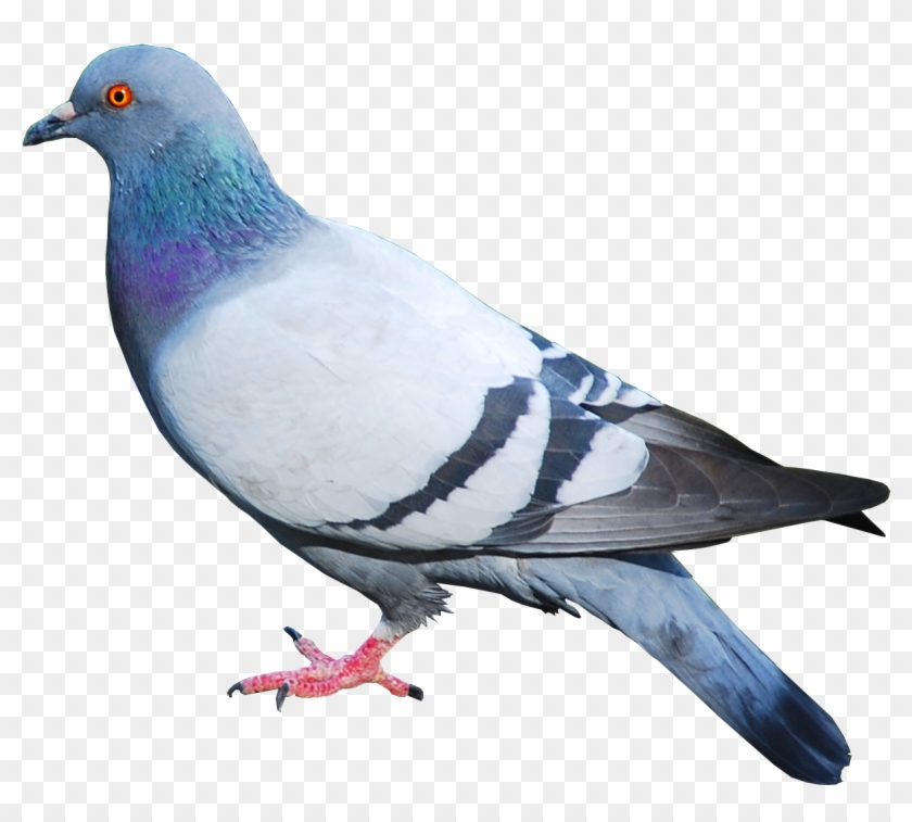 Pidgeons Clipart Transparent - Pigeon Png #614248