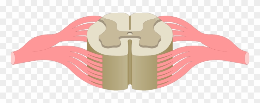 An Image Showing The Gray Matter Of A Spinal Cord Segment - Central Canal Spinal Cord #614318