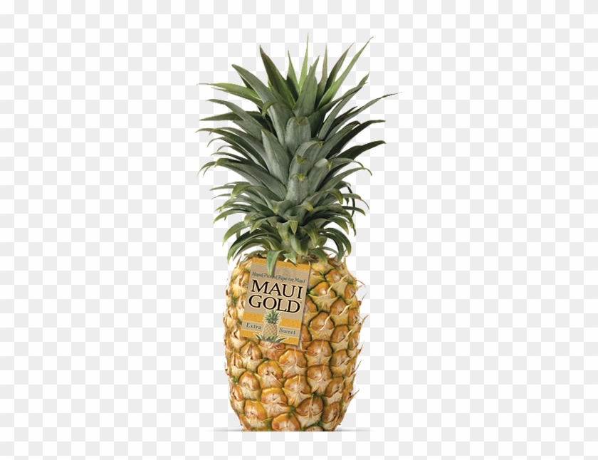 Maui Gold Pineapple - Maui Gold Pineapple #614335