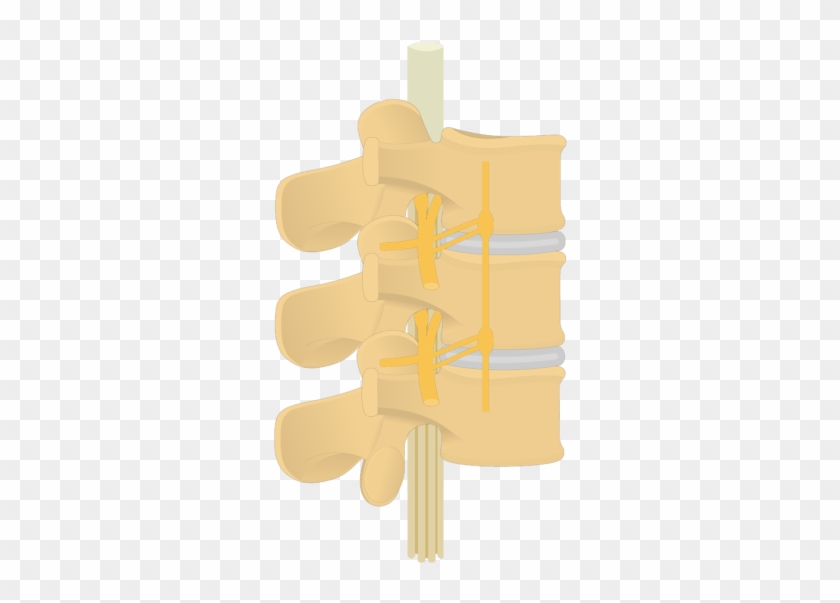 Spinal Nerve- Articulated View - Spinal Nerve #614343