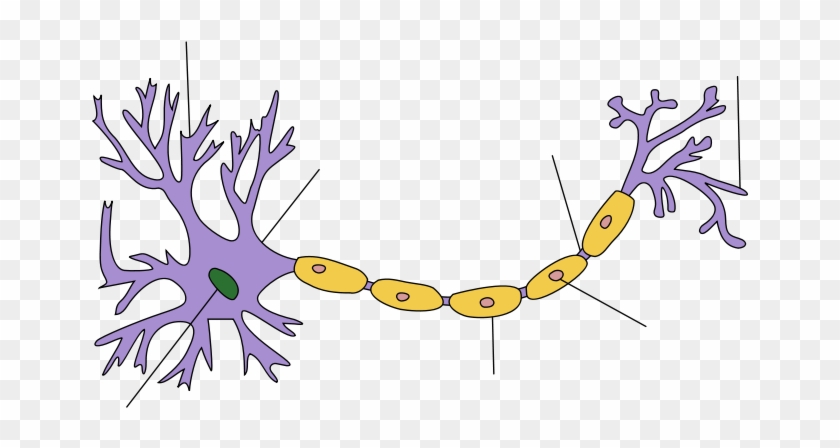Neuron Clipart Simple - Structure Of A Neuron #614464