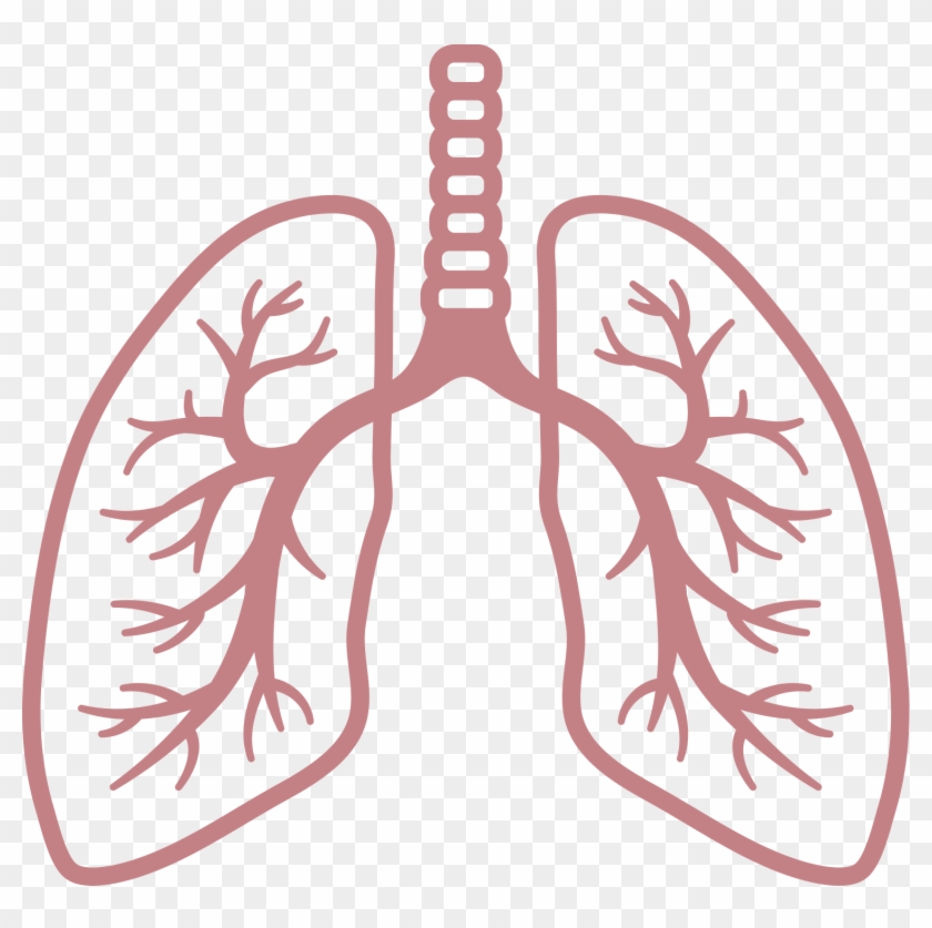 Lungs Png #614600