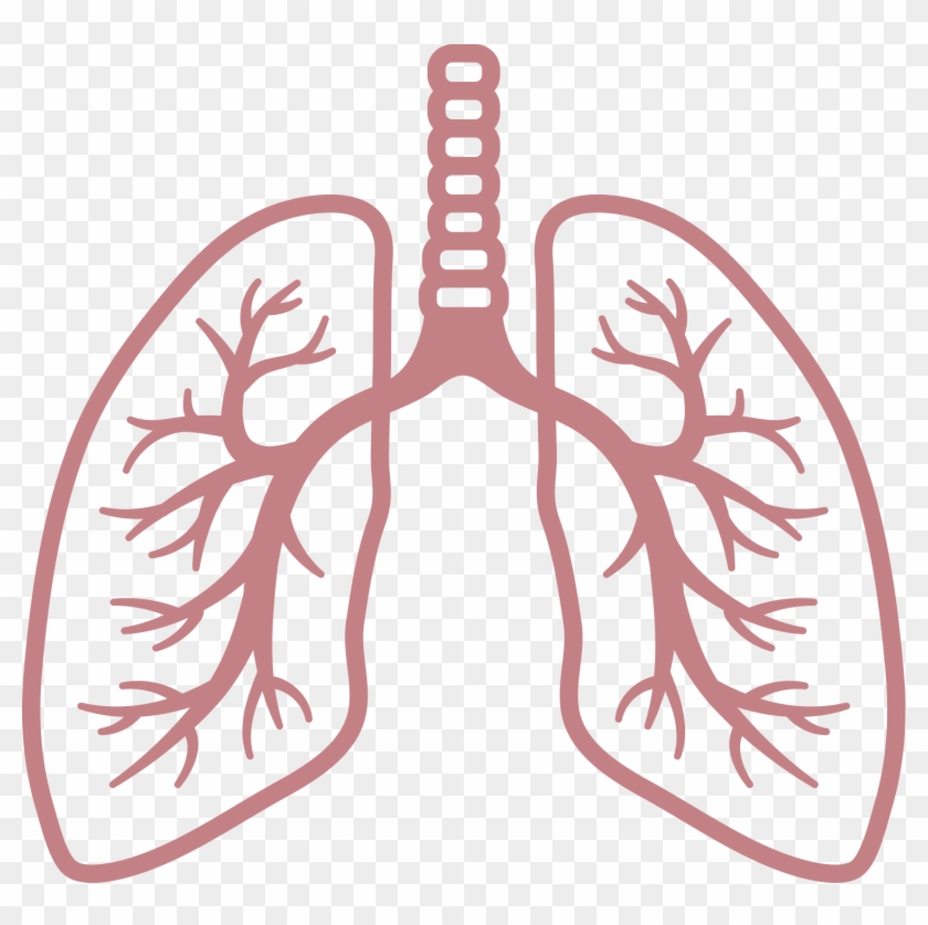 Lungs Png #614600