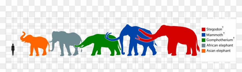 The Trunk, The Shoulder, Elephants, Quote - Stegodon Size #615034