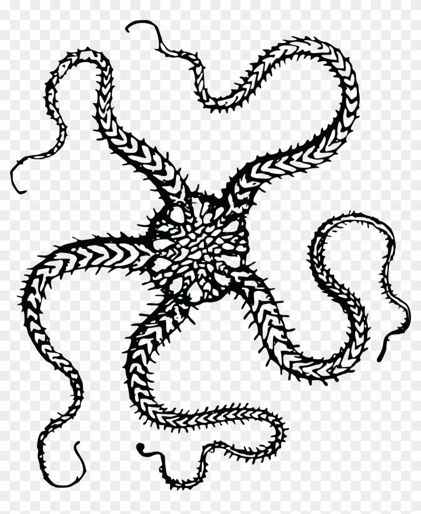 T-shirt Starfish Brittle Star Clip Art - Serpent Star Clip Art #615181