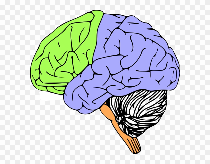 Brain Stem Clip Art #615248