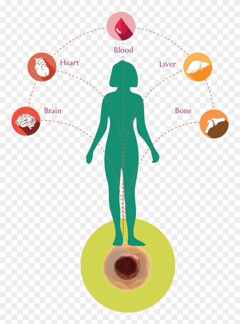 Our Body's Stem Cells Which Are Similar To A Seed Of - Stem Cells #615268