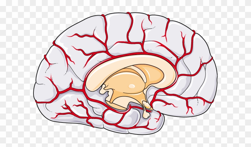 Brain Circulation - Brain Circulation #615292