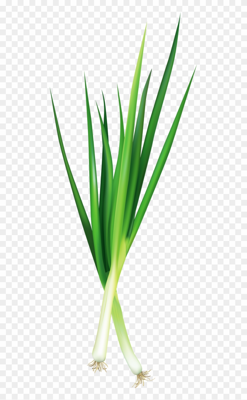 Яндекс - Фотки - Grass #616389