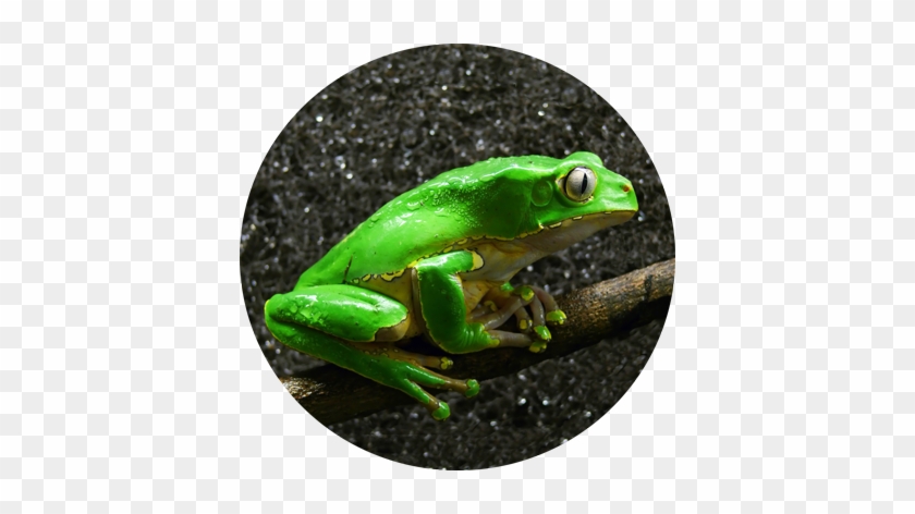 Frog Medicine - Phyllomedusa Bicolor Shutterstock #616590