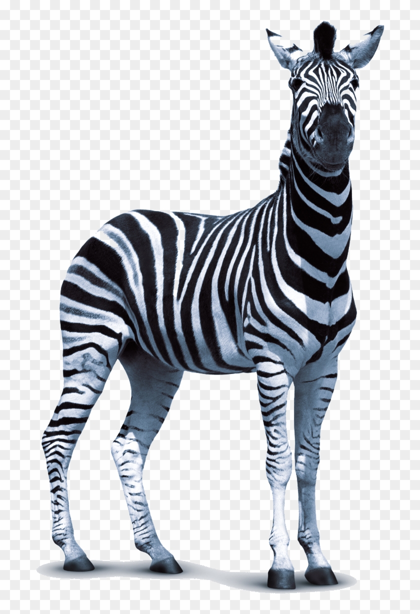 Zebra Png Transparent - Zebra Png #617077