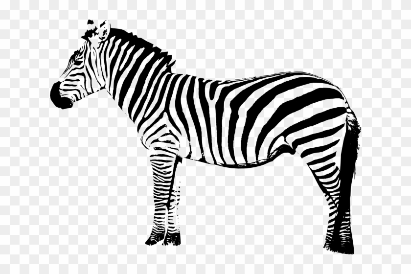 Zebra Cartoon - Zebra Png #617296