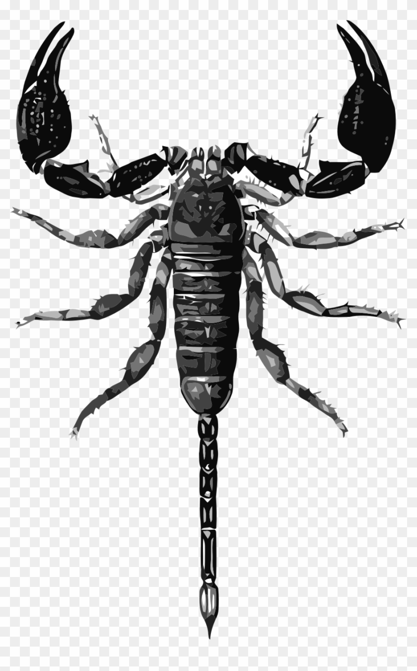 This Free Icons Png Design Of Opisthacantus Sp - Scorpion Scientific Illustration #617450
