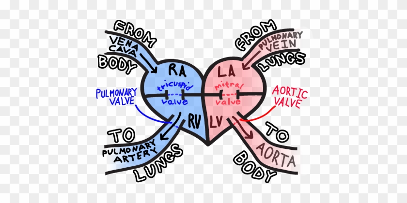 Blood Flow Through The Heart - Blood Flow Through Heart Simple #617640