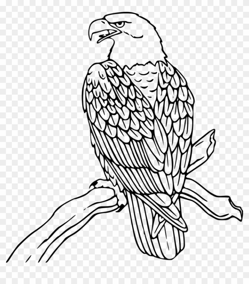Eagle Clipart - Line Drawing Of Eagle #618374