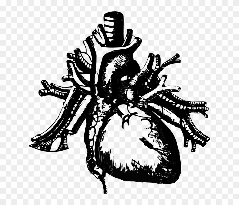 Cardiovascular Benefits - Cardiology Art #618458
